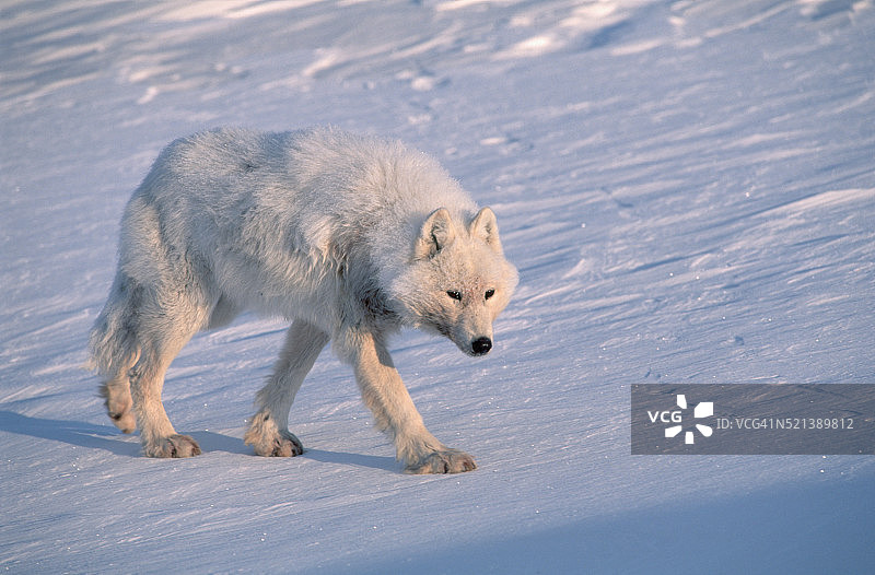 雪地上行走的北极灰狼图片素材
