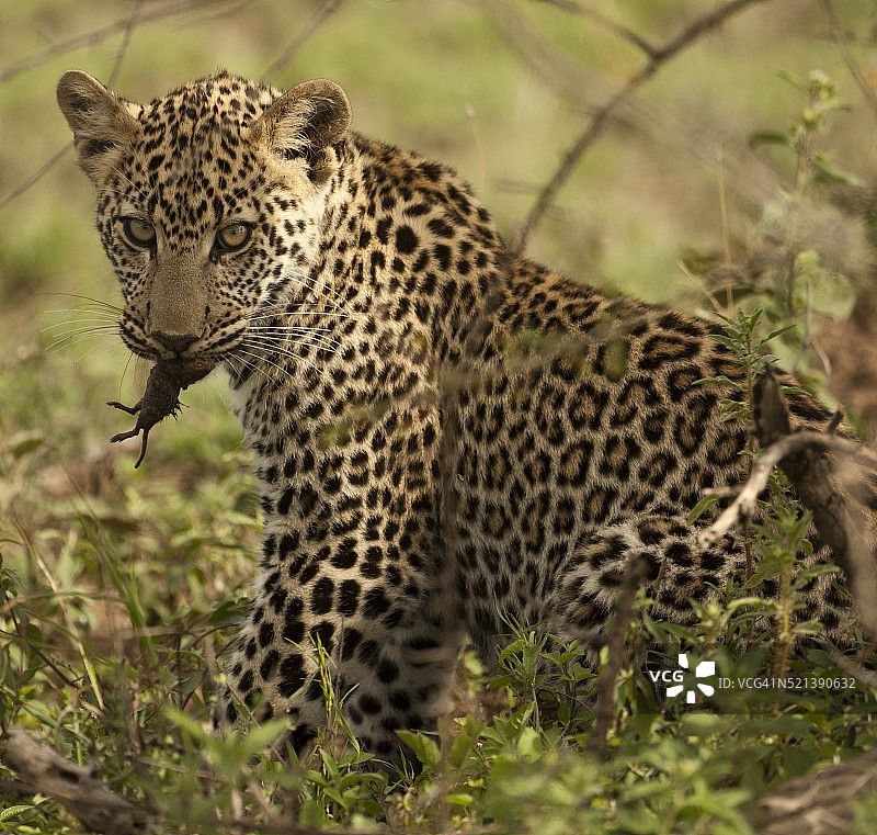 豹子捕食啮齿动物图片素材