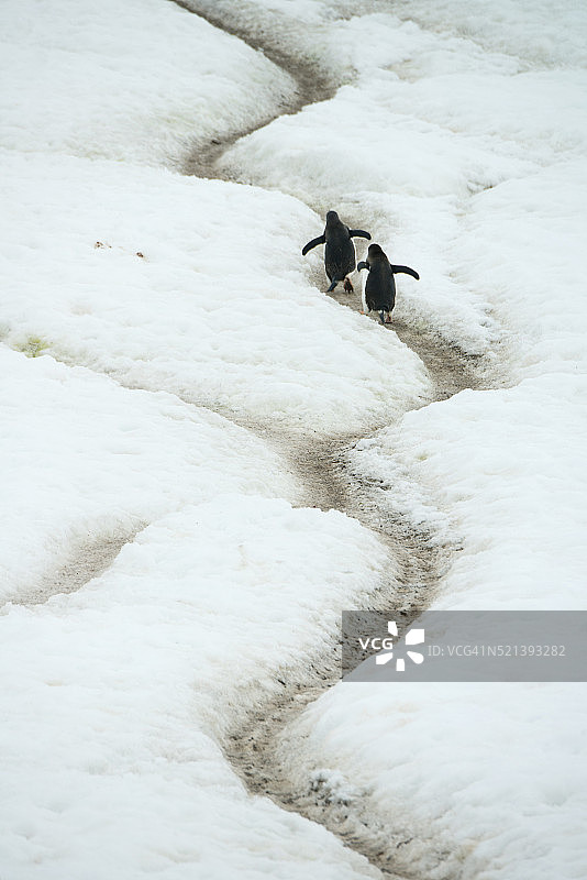 巴布亚企鹅攀爬至筑巢地图片素材