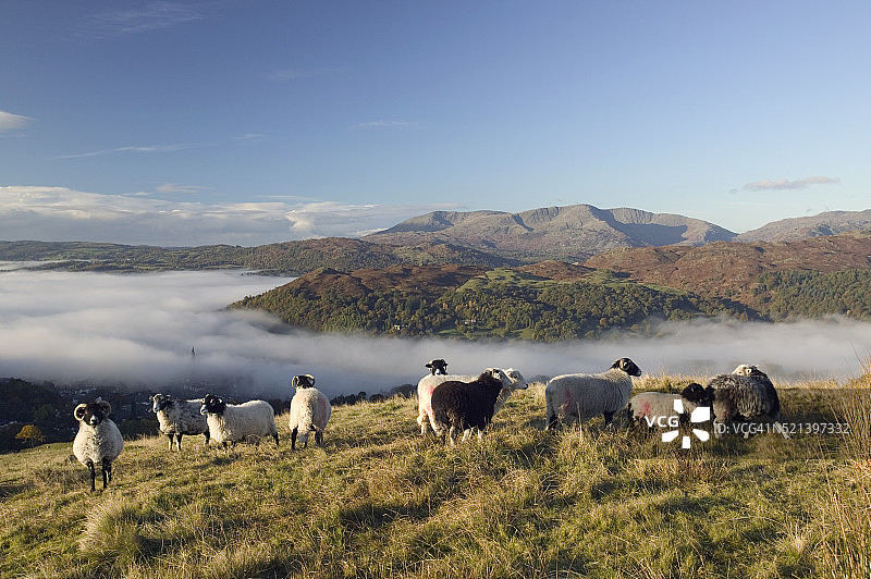 安布尔赛德上方的斯瓦勒代尔绵羊图片素材