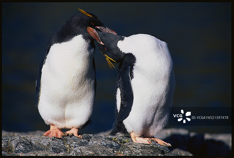 依偎在一起的通心粉企鹅图片素材
