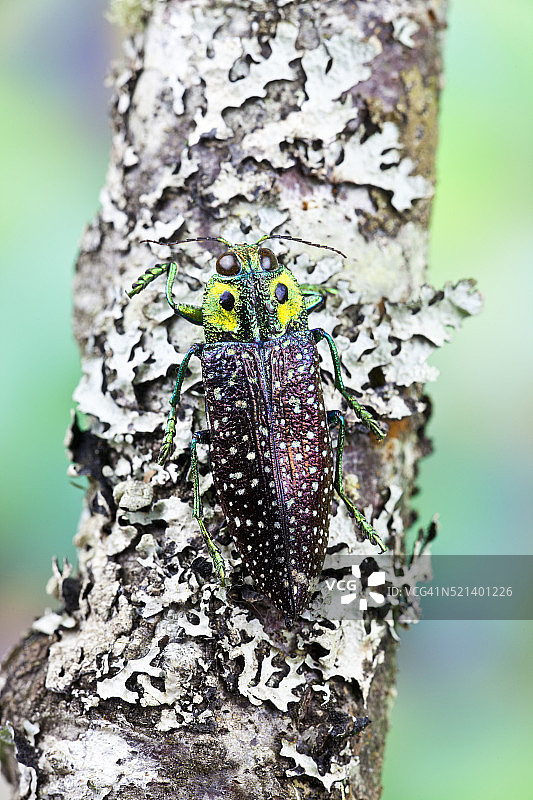 宝石甲虫假眼攀爬地衣树枝图片素材