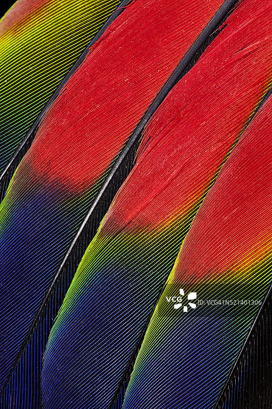 亚马逊鹦鹉的主要中央翼羽图片素材