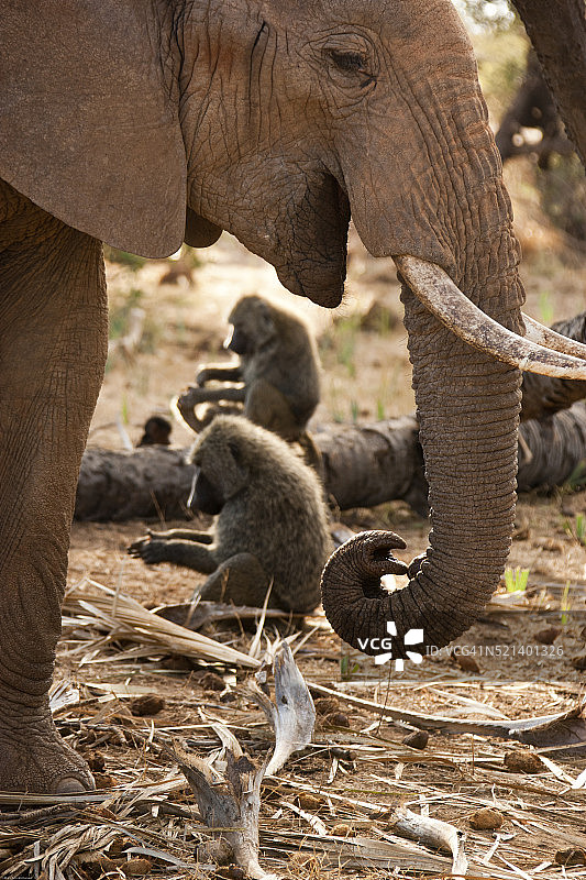 大象与狒狒图片素材