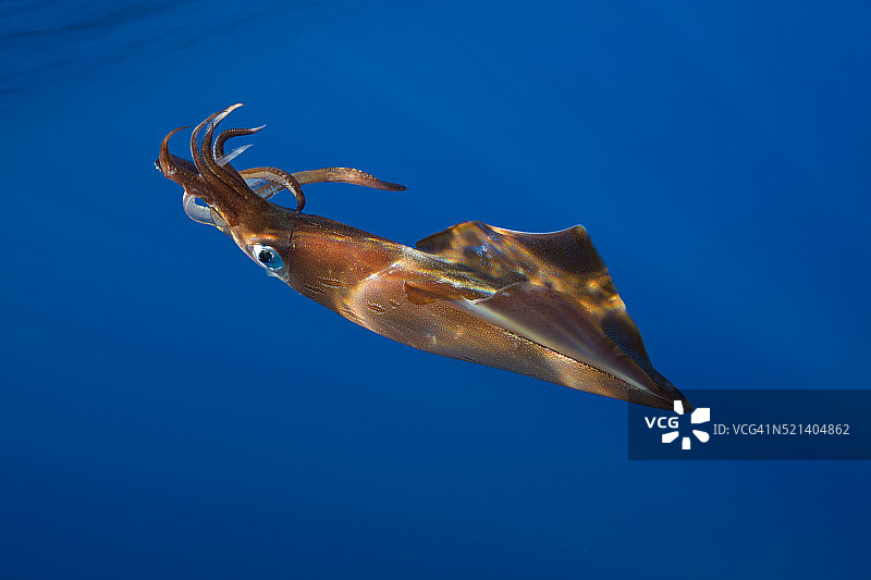 具脉枪乌贼，亚速尔群岛，大西洋，葡萄牙图片素材