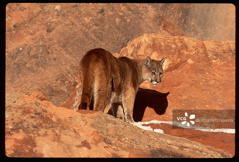 美洲狮在岩石上图片素材