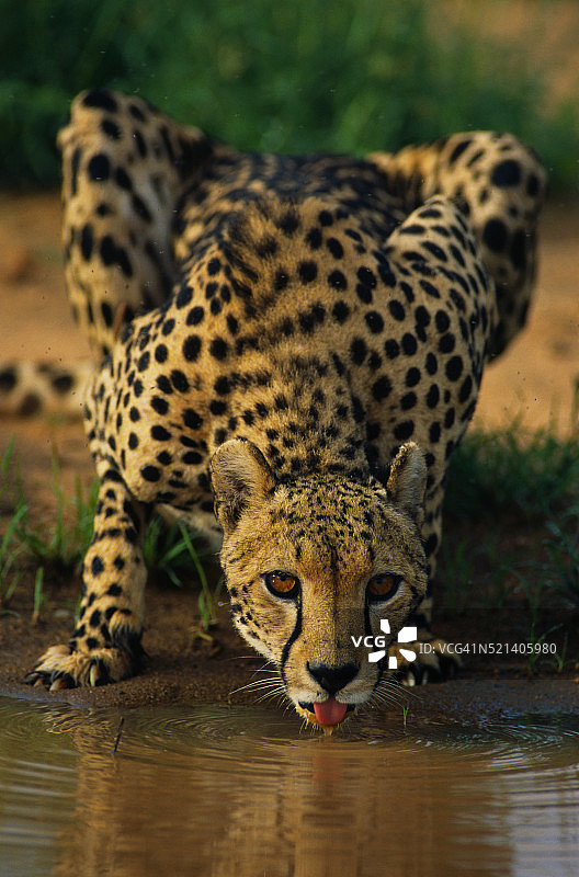 猎豹饮水图片素材