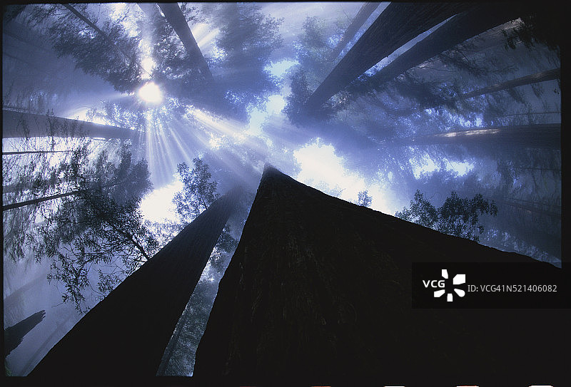 红杉和阳光图片素材