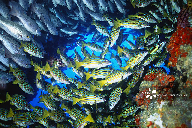 两个鱼群图片素材