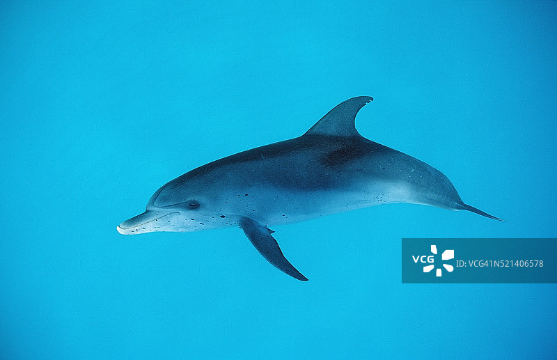 大西洋斑点海豚，美国佛罗里达州大西洋图片素材