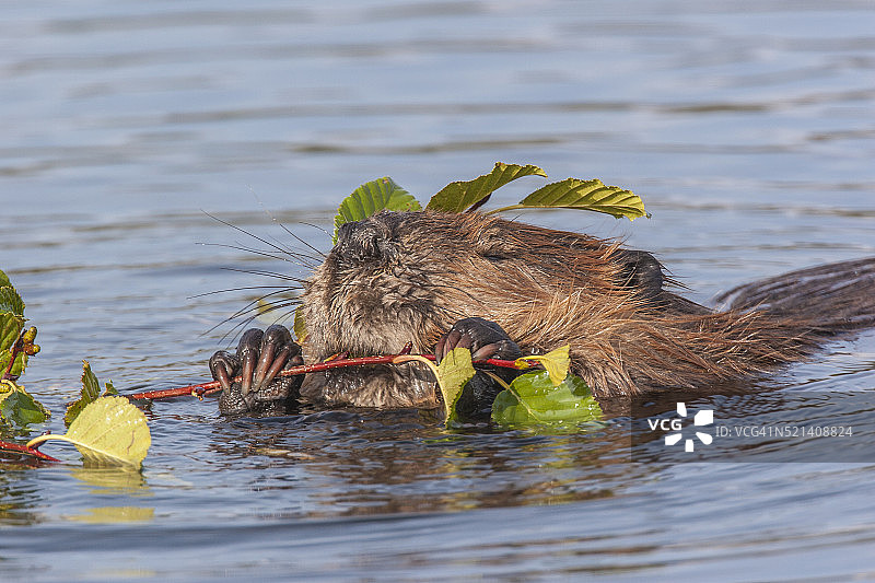 北美海狸图片素材