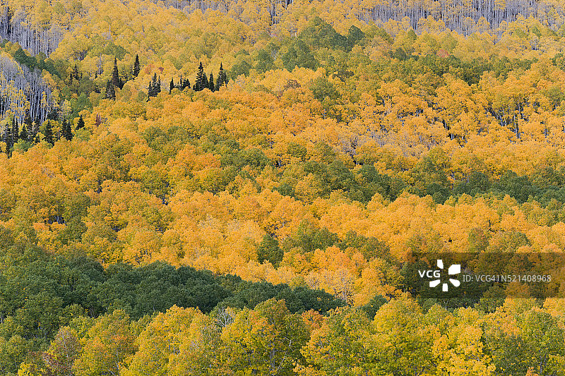 秋天的白杨树图片素材