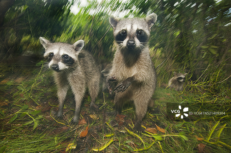 科苏梅尔岛小浣熊（极危物种，墨西哥）图片素材