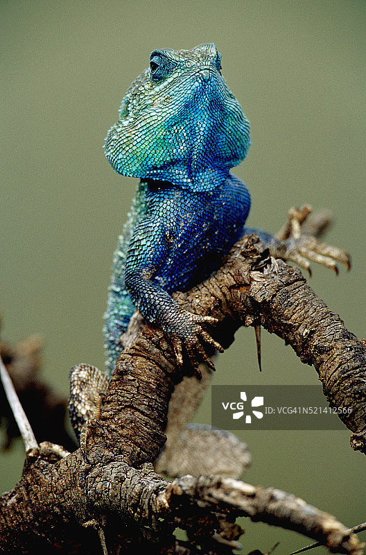 栖息在树枝上的树蜥图片素材
