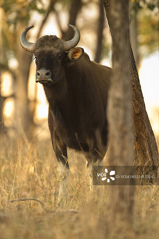 印度野牛图片素材