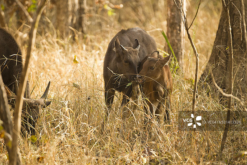 印度野牛图片素材