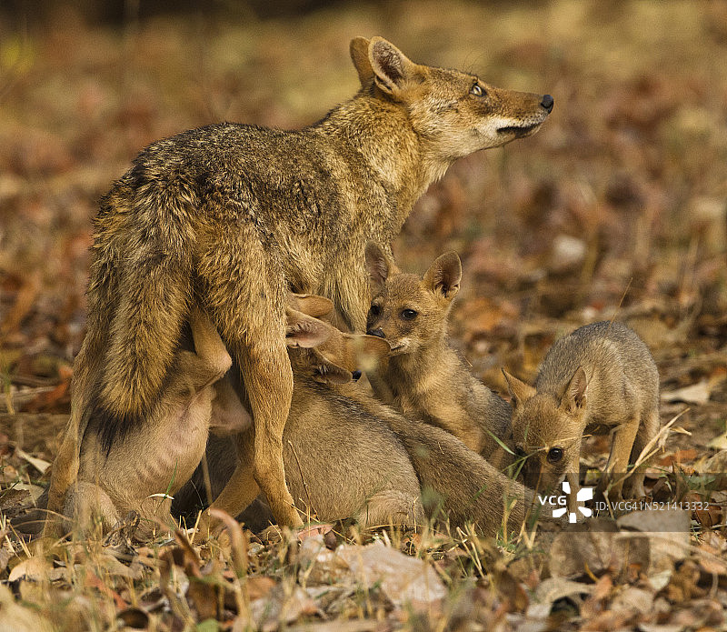 金豺哺育幼崽图片素材