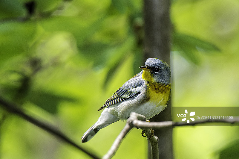 北美黄喉莺图片素材