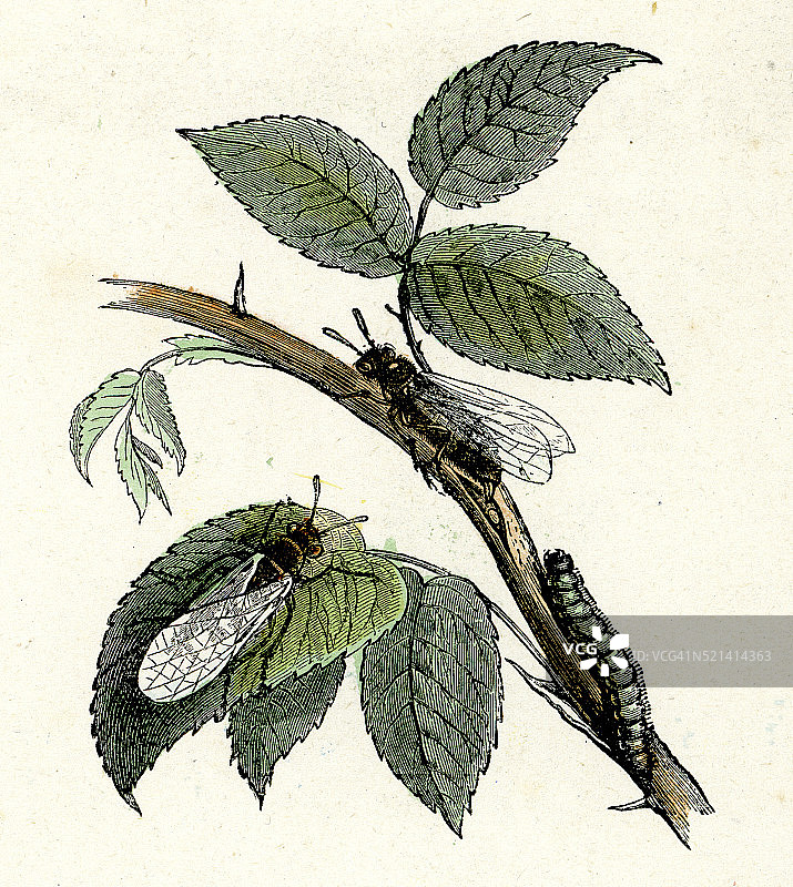 树叶上的苍蝇图片素材