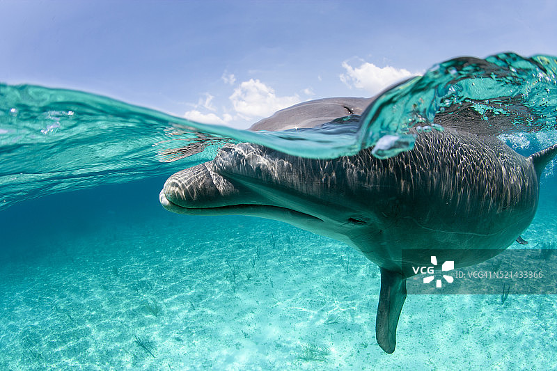 宽吻海豚图片素材