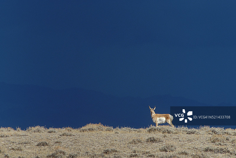 叉角羚图片素材