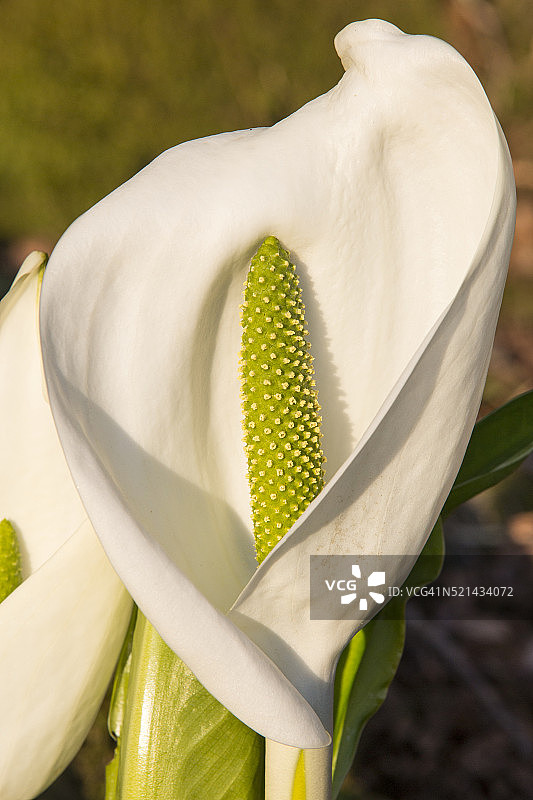 英国坎布里亚郡温德米尔Holehird花园中开花的臭菘图片素材