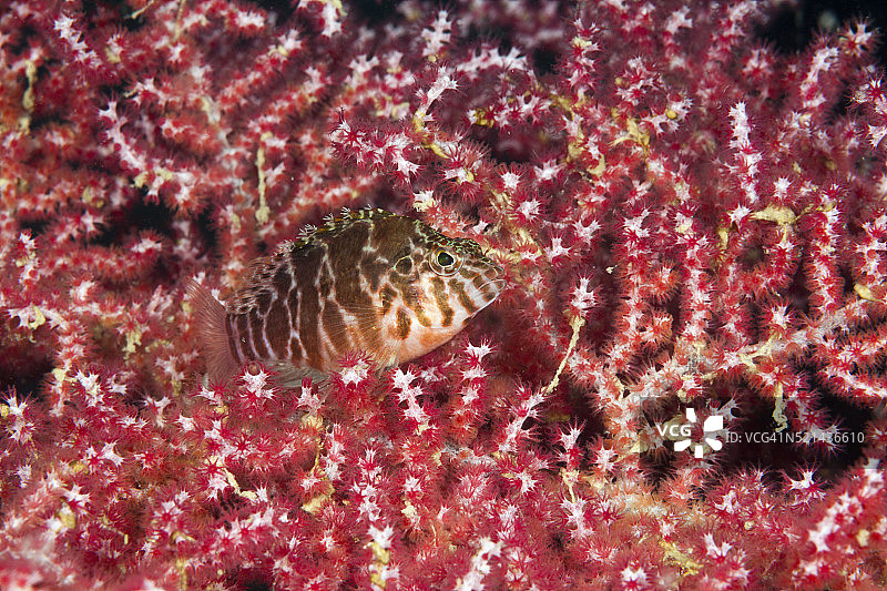 丝鳍鹰鱼，印度尼西亚图片素材