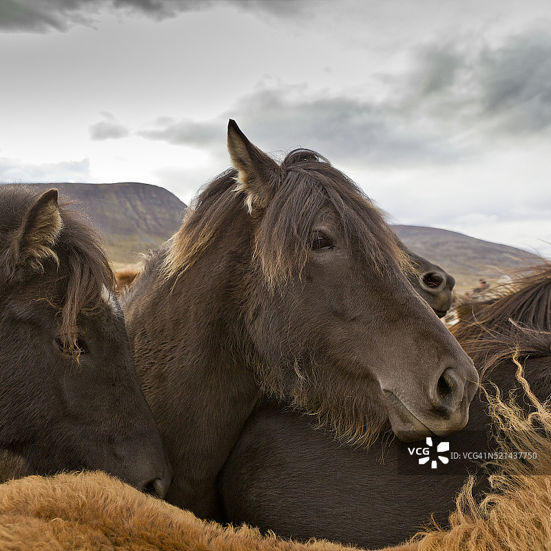 年度马匹围捕活动- Laufskalarett，斯卡加峡湾，冰岛图片素材