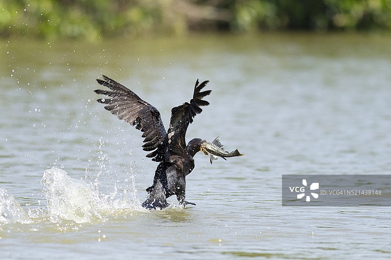 新热带鸬鹚捕鱼图片素材