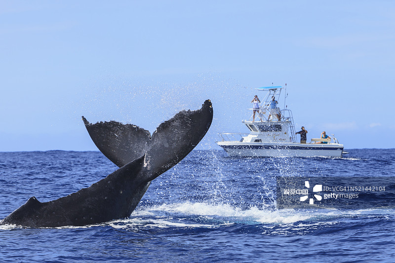 座头鲸拍打尾巴图片素材