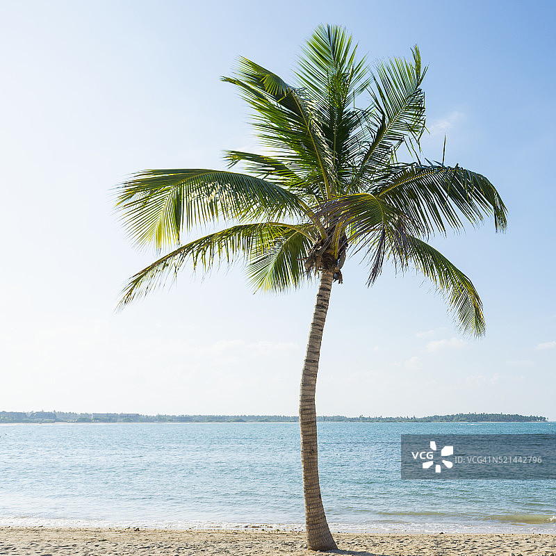 斯里兰卡海滩上的椰子树图片素材