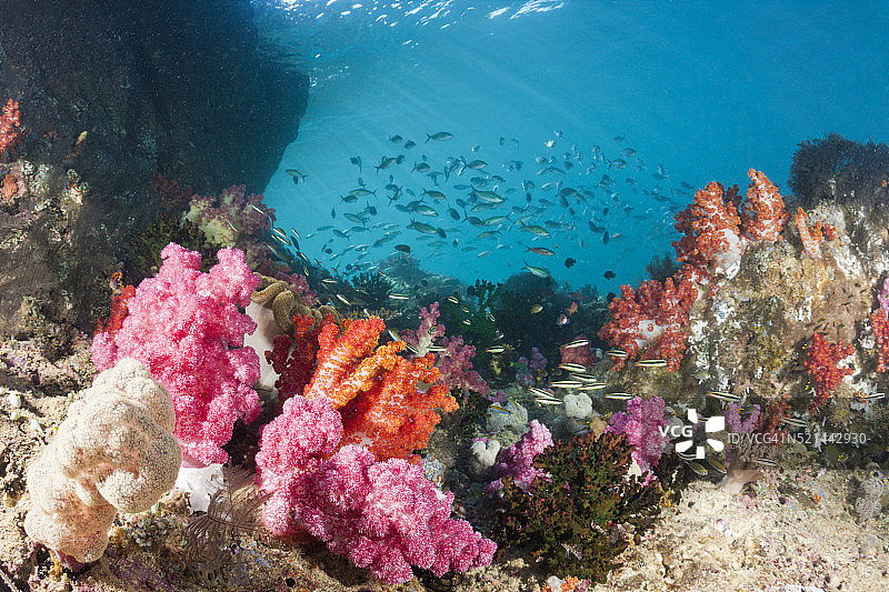 印度尼西亚的彩色珊瑚礁图片素材