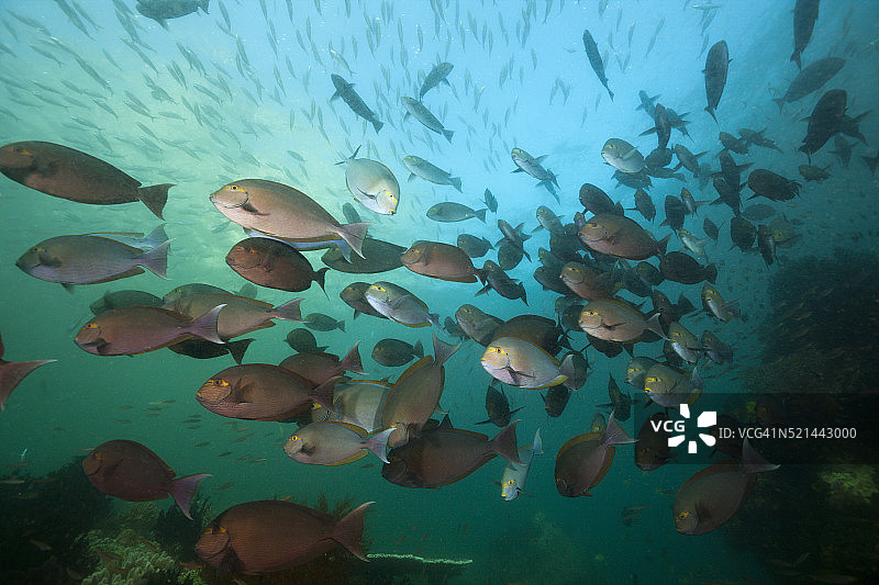 长身鲟鱼群，印度尼西亚图片素材