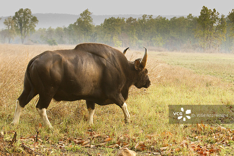印度野牛图片素材