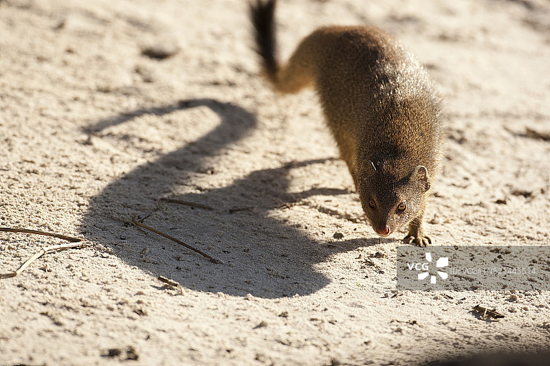 有阴影的侏獴图片素材
