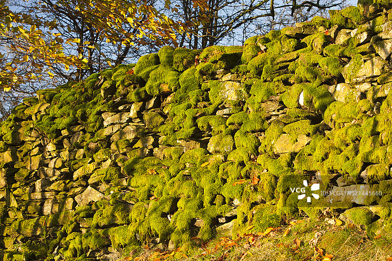 干砌墙上的苔藓，自然景观图片素材