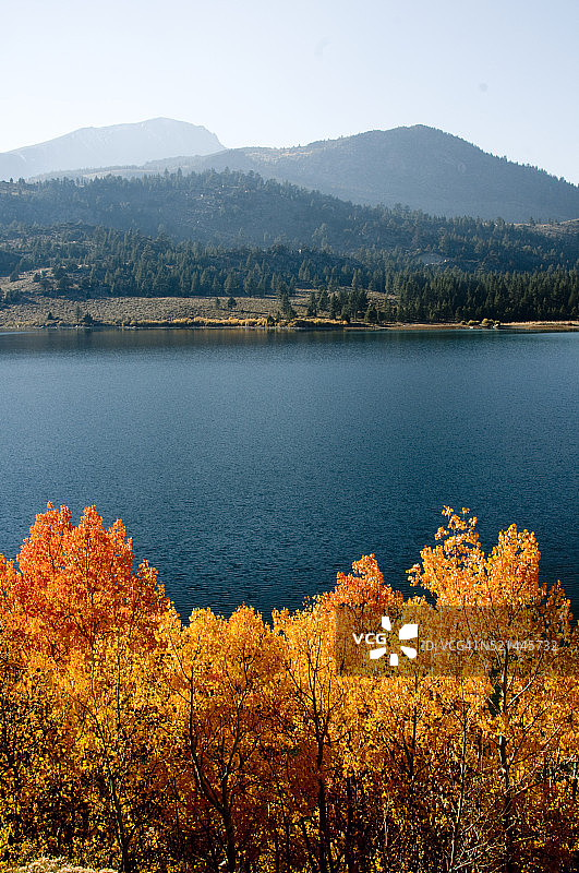 内华达山脉猛犸湖东部六月湖沿岸的秋叶图片素材