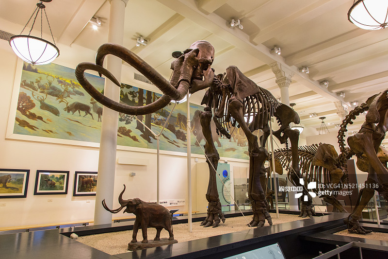 纽约美国自然历史博物馆图片素材