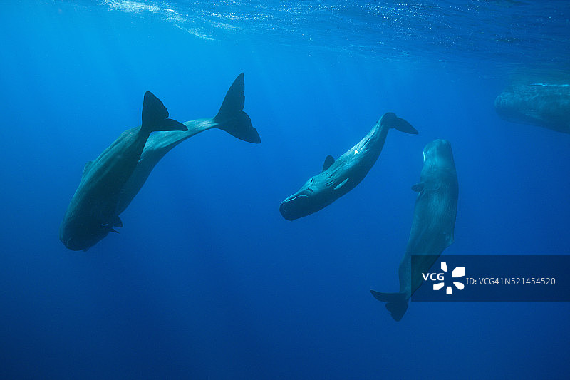 精子的社会行为图片素材