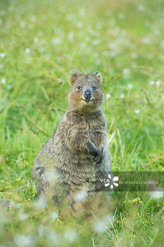 短尾矮袋鼠，西澳大利亚珀斯罗特内斯特岛图片素材