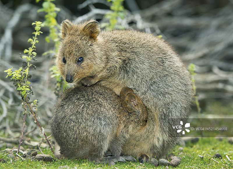 短尾矮袋鼠，西澳大利亚珀斯罗特内斯特岛图片素材