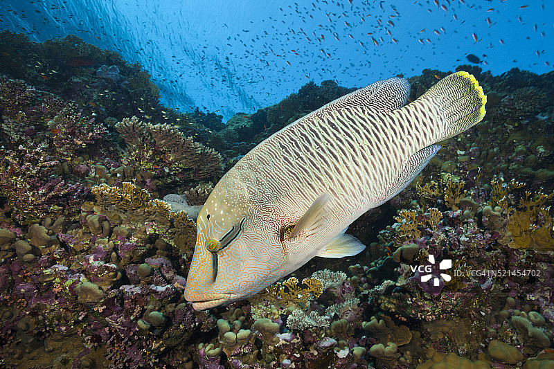 波纹唇鱼图片素材