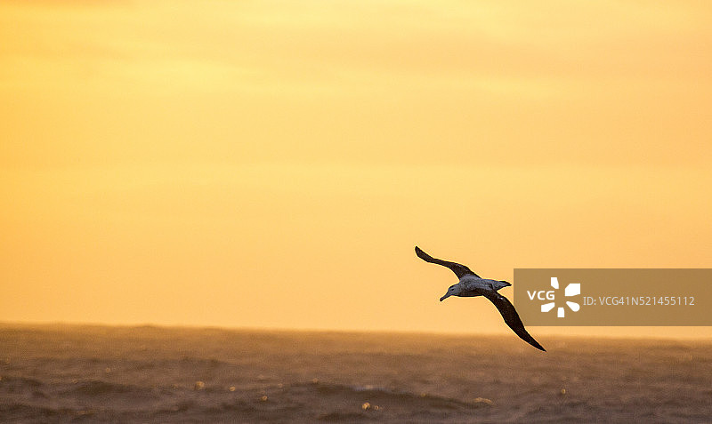 漂泊信天翁：地球上翼展最大的鸟类图片素材