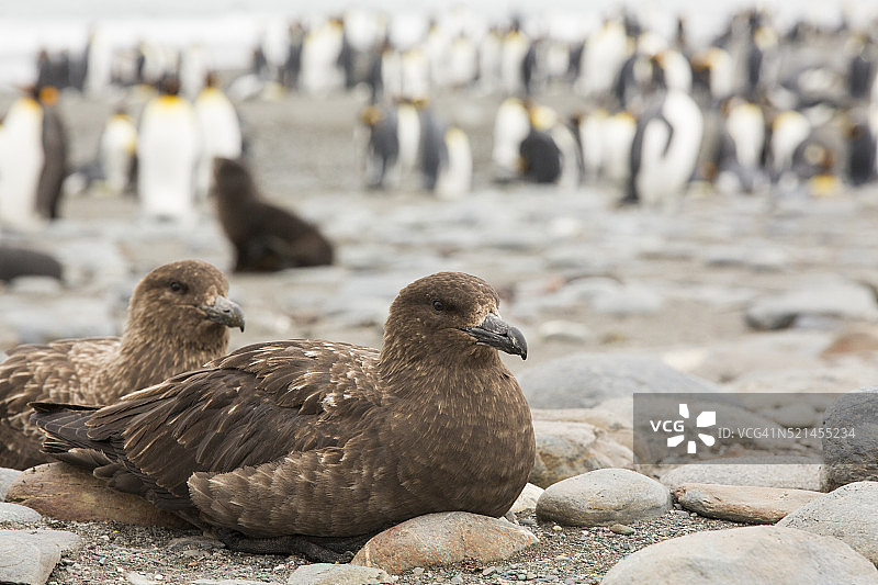 索尔兹伯里平原海滩上的一对南极贼鸥图片素材