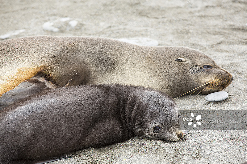 南乔治亚州索尔兹伯里平原上的雌性南极毛皮海狮及其幼崽图片素材