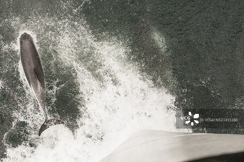 马尔维纳斯群岛佩尔氏海豚船头乘浪图片素材