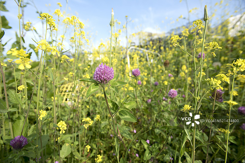 缅因州莫尼甘岛上的野花图片素材