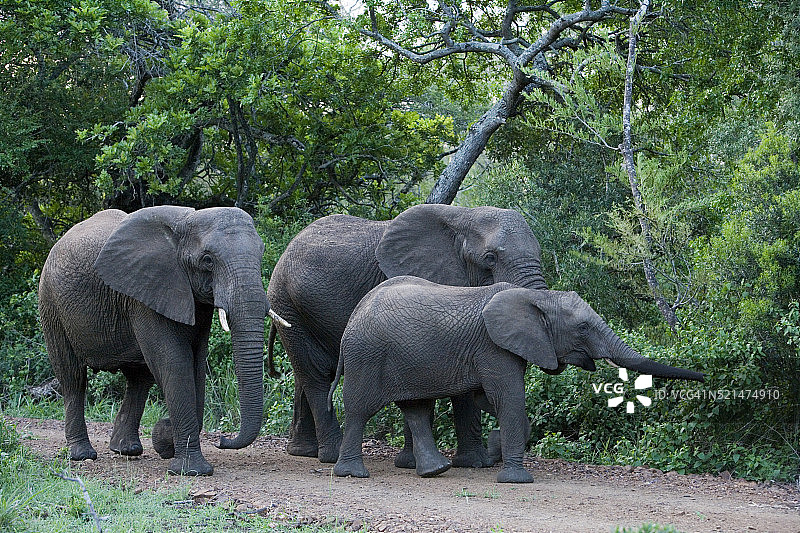 在Safari中看到的大象图片素材