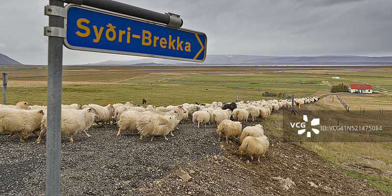 绵羊养殖图片素材