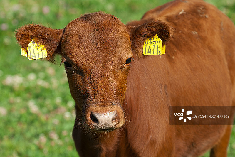 瑞德库拉牛图片素材